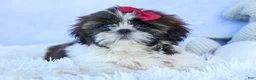 Shih Tzu dogs for sale: RACHEL - Ad 2