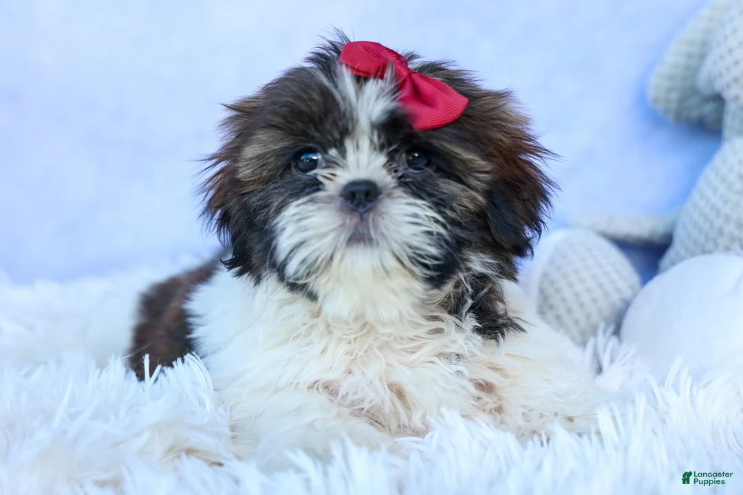 Shih Tzu dogs for sale: RACHEL - Ad 2