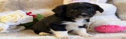 Mixed Breed dogs for sale: Juliet - Ad 2