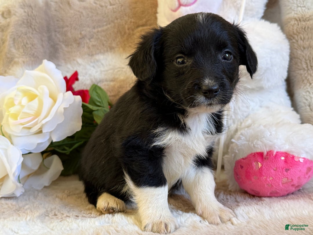 Mixed Breed dogs for sale: Juliet - Ad 2