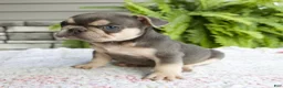 French Bulldog dogs for sale: Rocky - Ad 10