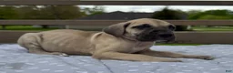 Great Dane dogs for sale: Ditalini (Purple) - Ad 9