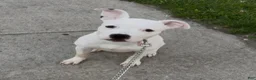 American Staffordshire Terrier dogs for stud: Lady  - Ad 1