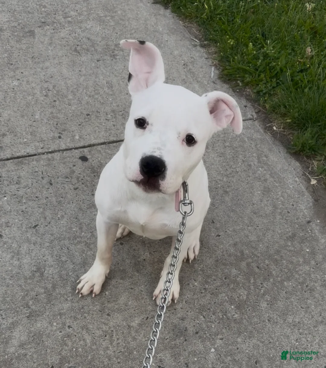 American Staffordshire Terrier dogs for stud: Lady  - Ad 1