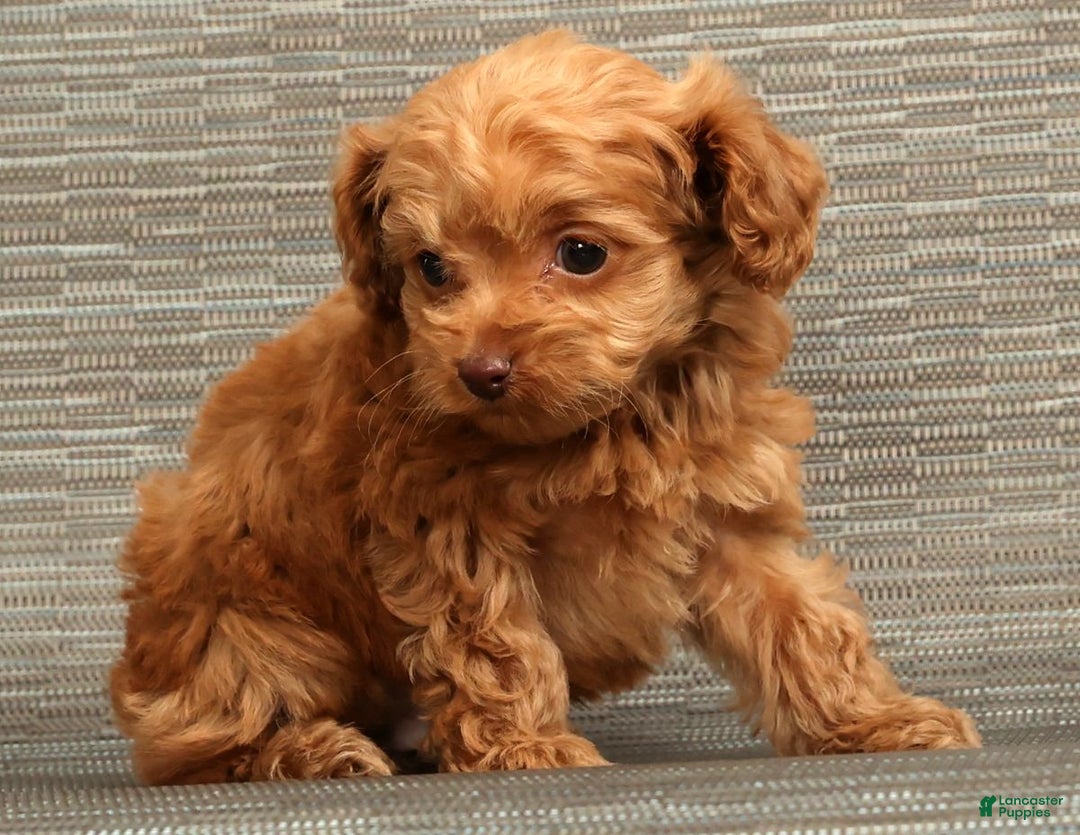 Cockapoo dogs for sale: Carson - Ad 8