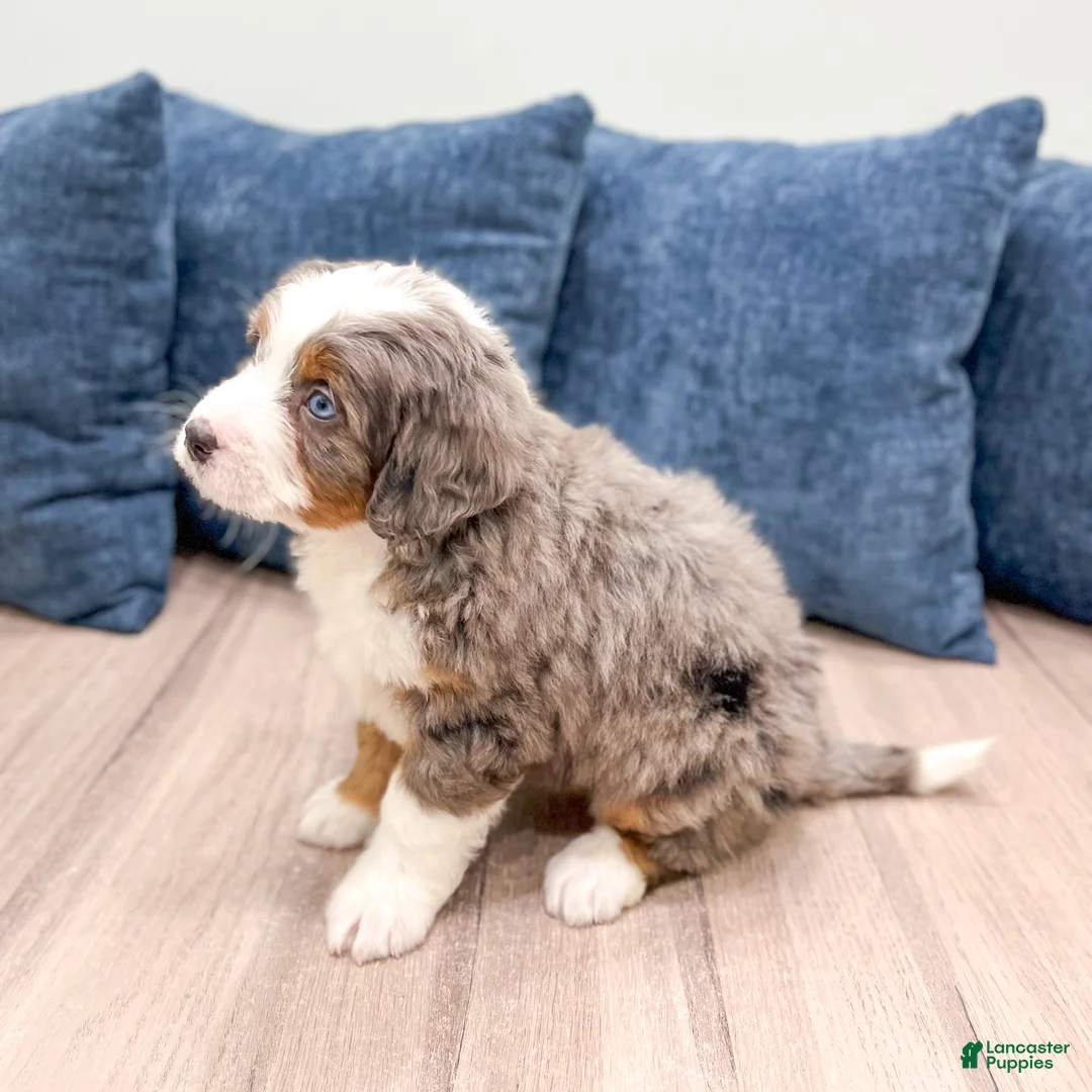 Mini Bernedoodle dogs for sale: Summer - Ad 7