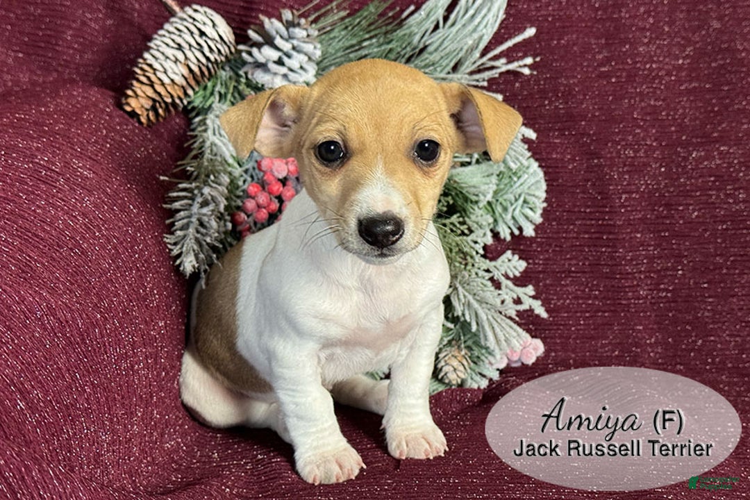 Jack Russell Terrier dogs for sale: Amiya - Ad 4