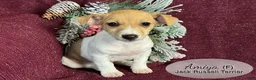 Jack Russell Terrier dogs for sale: Amiya - Ad 4