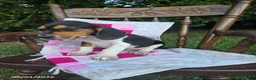 Beagle dogs for sale: Buddy - Ad 5