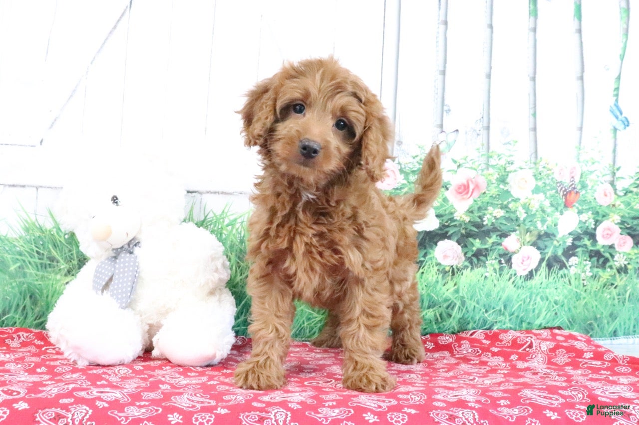Mini Goldendoodle dogs April - Ad 2