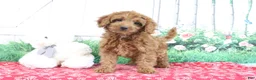 Mini Goldendoodle dogs for sale: April - Ad 2