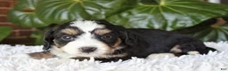 Mini Bernedoodle dogs for sale: Molly - Ad 3