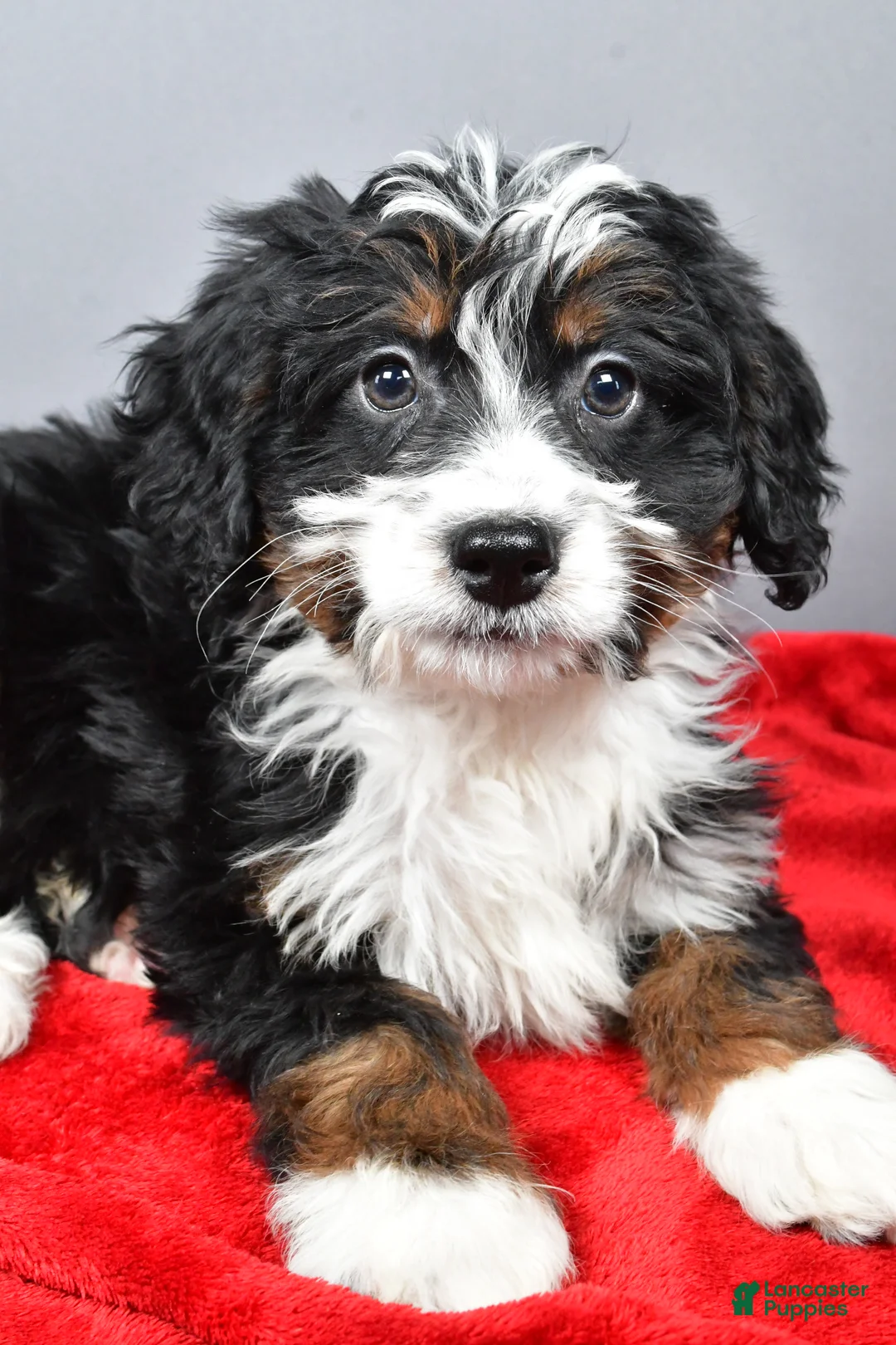 Mini Bernedoodle dogs for sale: Emily - Ad 8