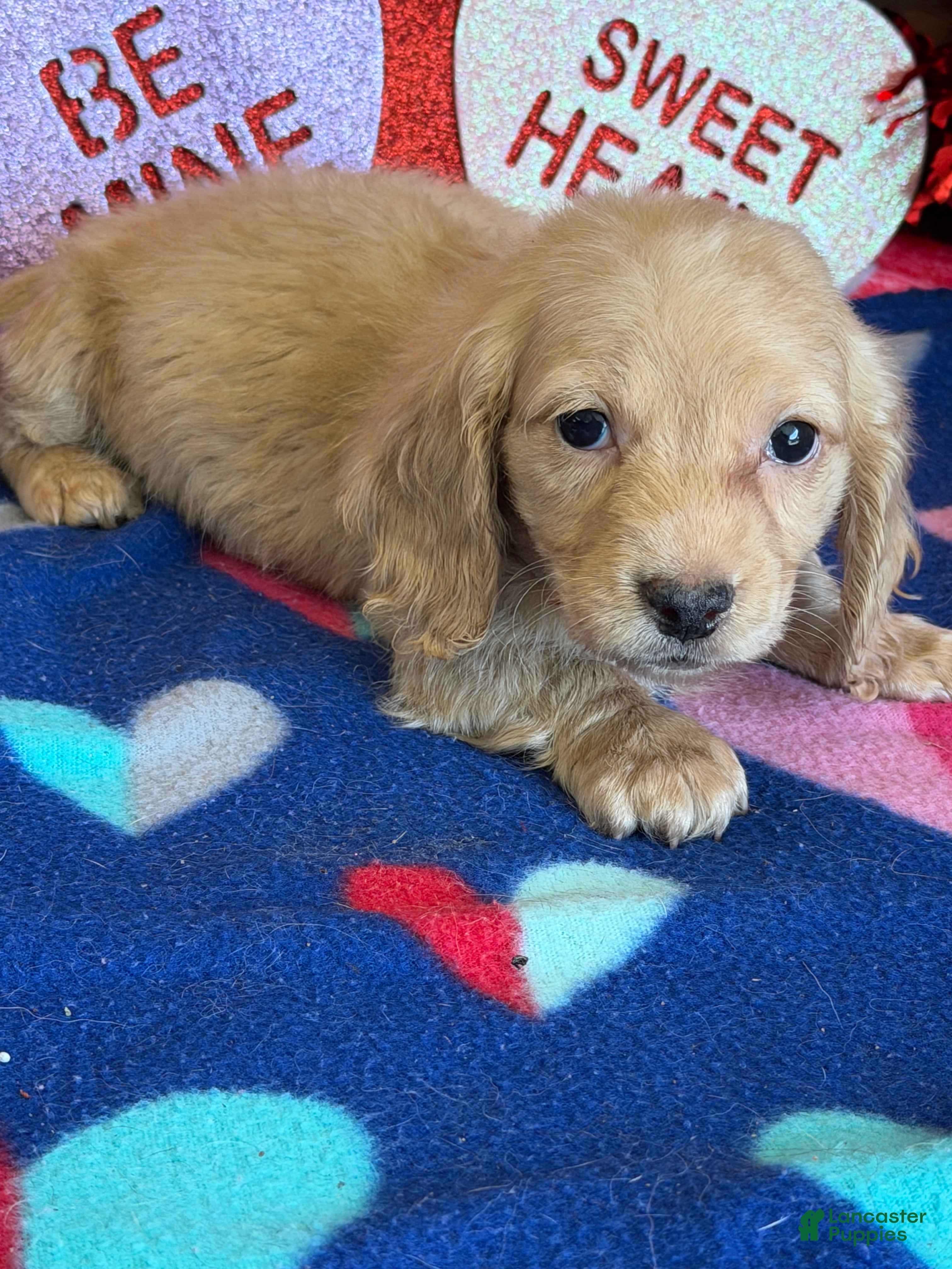 Dachshund dogs Tawny - Ad 15