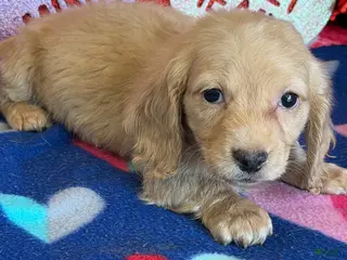 Dachshund dogs Tawny - Ad 15