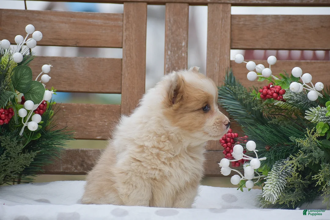 Welsh Corgi Pembroke dogs for sale: Morocco - Ad 3