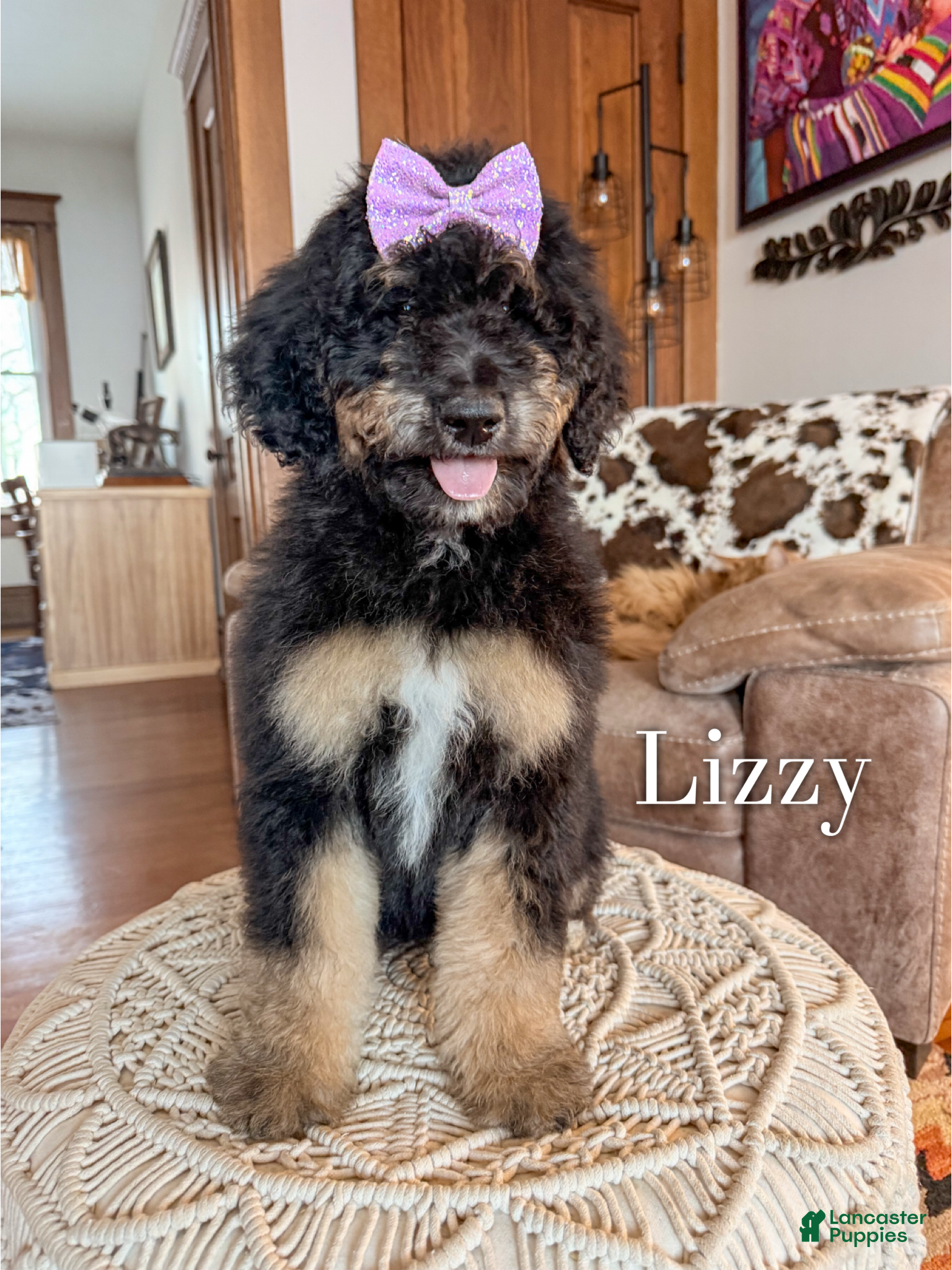 Aussiedoodle dogs Lizzy - Ad 19