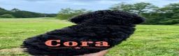 Standard Poodle dogs for sale: Cora - Ad 4