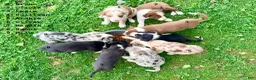 Border Collie dogs for sale: Bruno - Ad 4