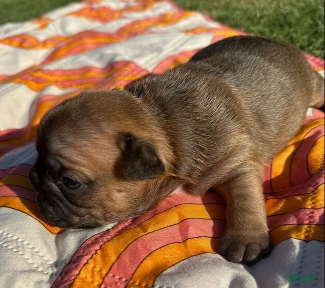 French Bulldog dogs for sale: Rusty - Ad 1
