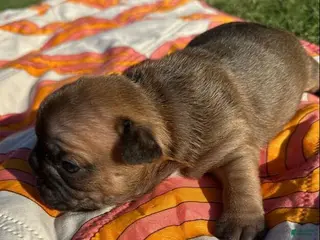 French Bulldog dogs Rusty - Ad 27