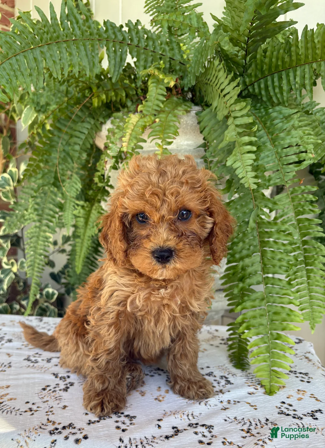 Cockapoo dogs for sale: Ruby  - Ad 4