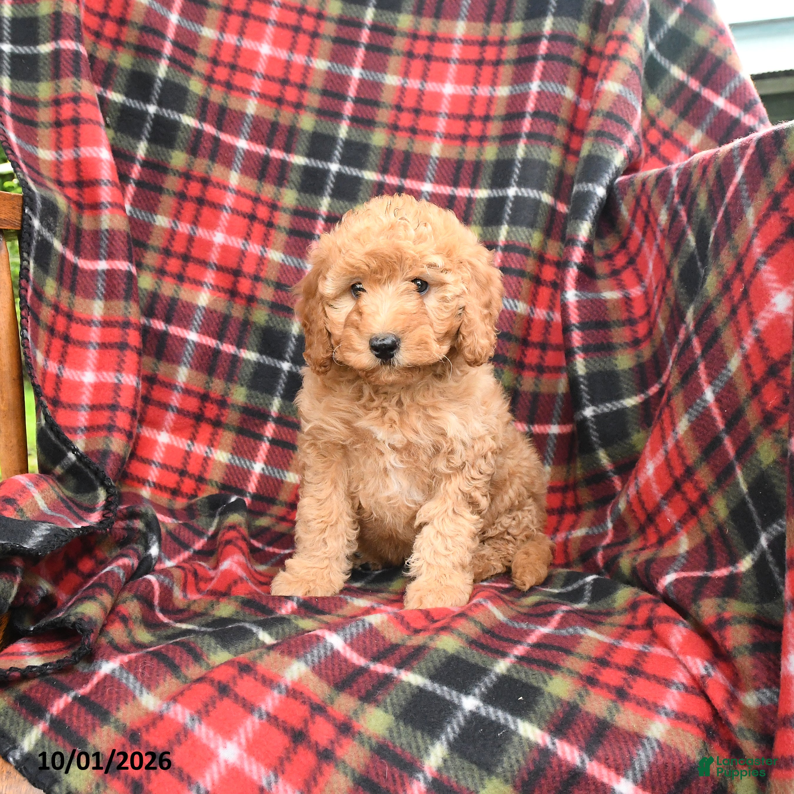 Mini Goldendoodle dogs Stella - Ad 2