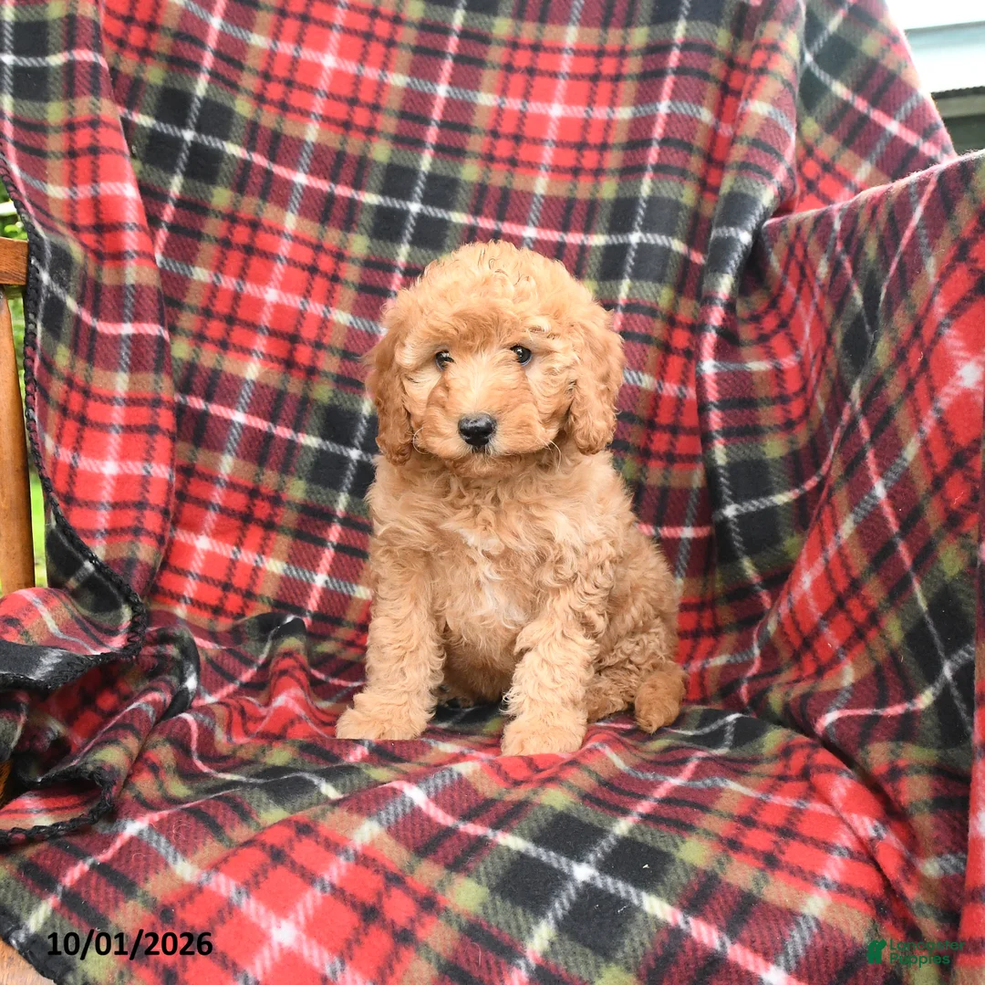 Mini Goldendoodle dogs for sale: Stella - Ad 2