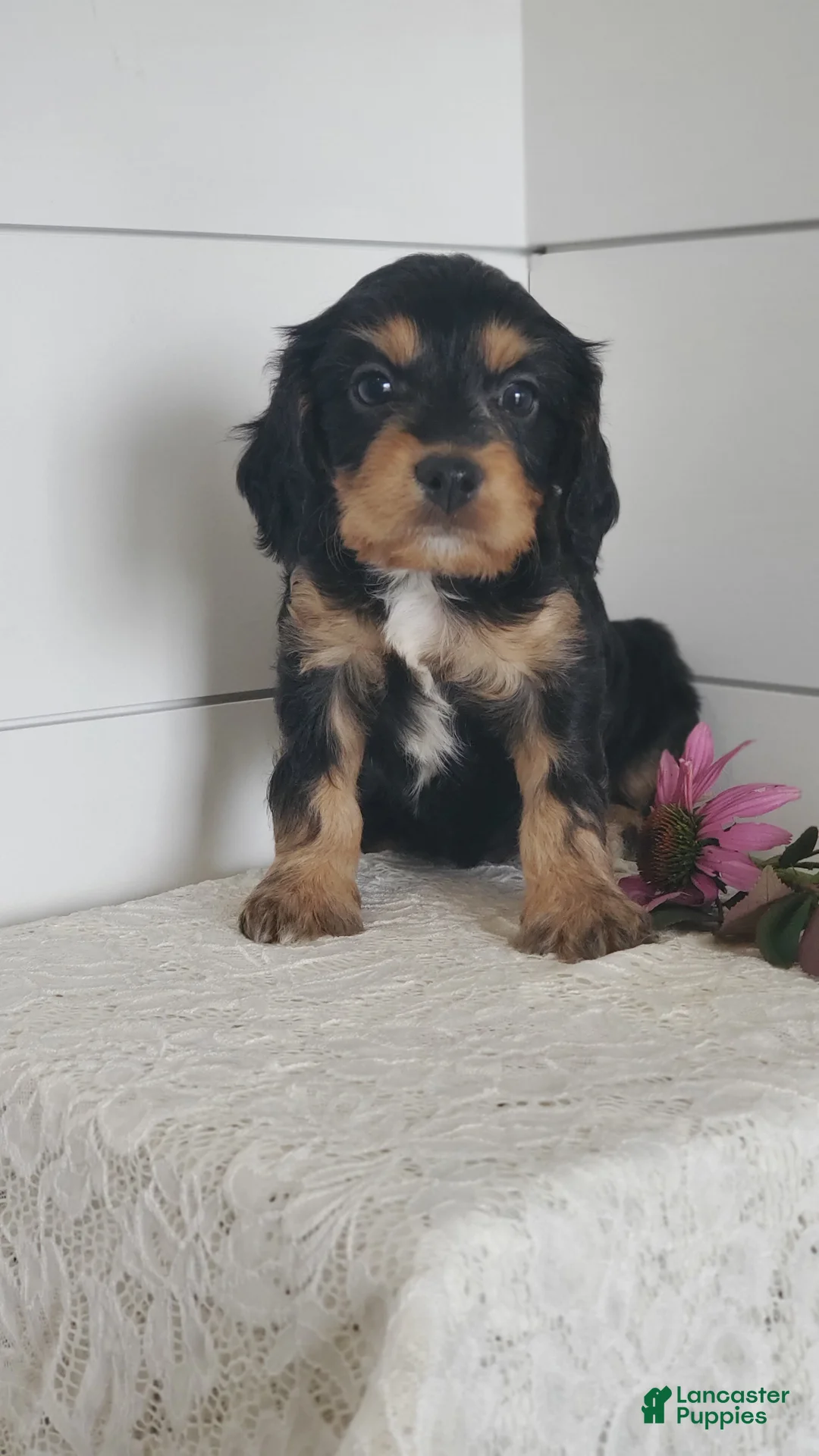 Cavapoo dogs for sale: Tootsie  - Ad 2