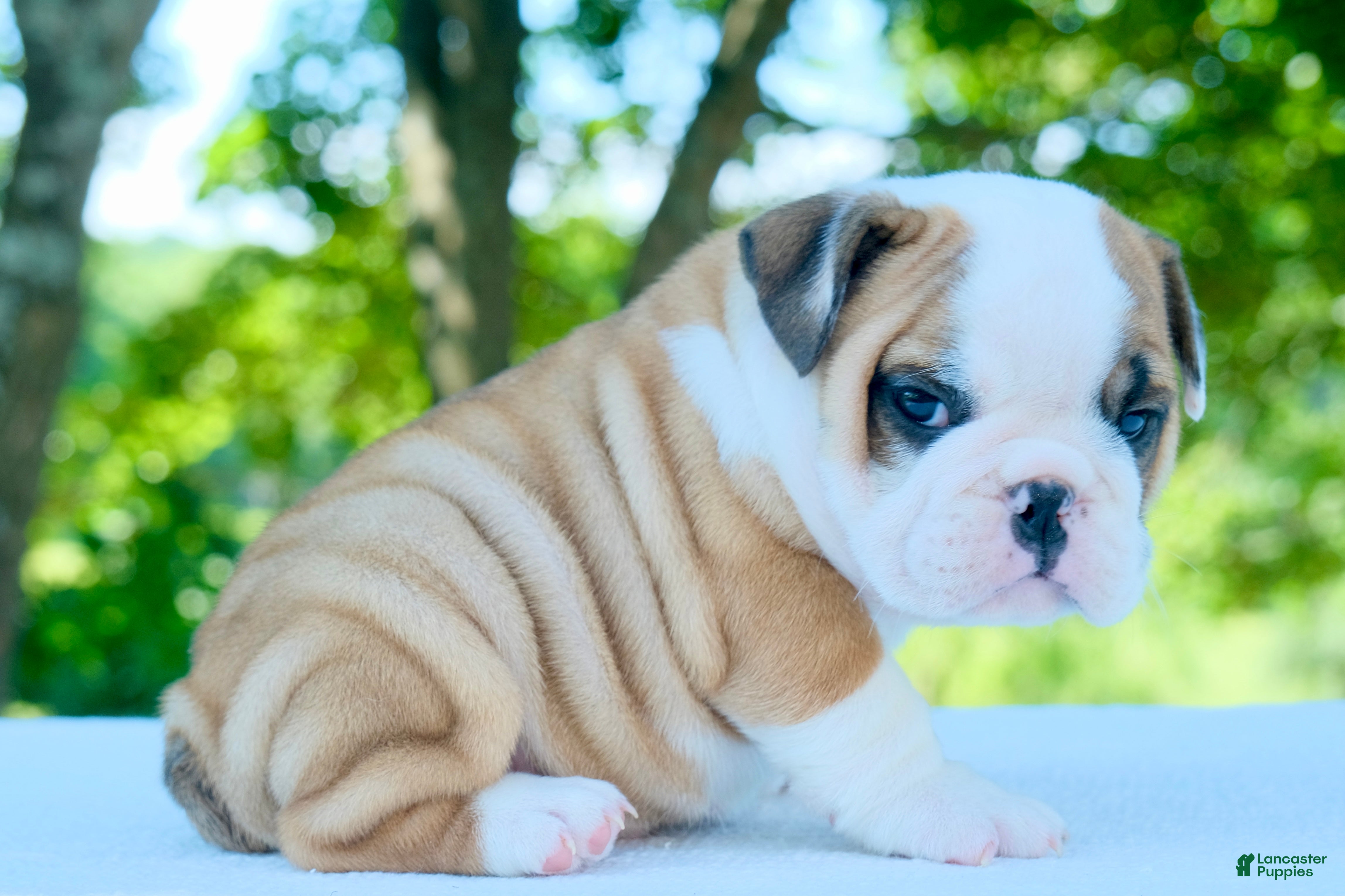 English Bulldog dogs Tucker - Ad 1