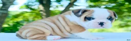 English Bulldog dogs for sale: Tucker - Ad 1