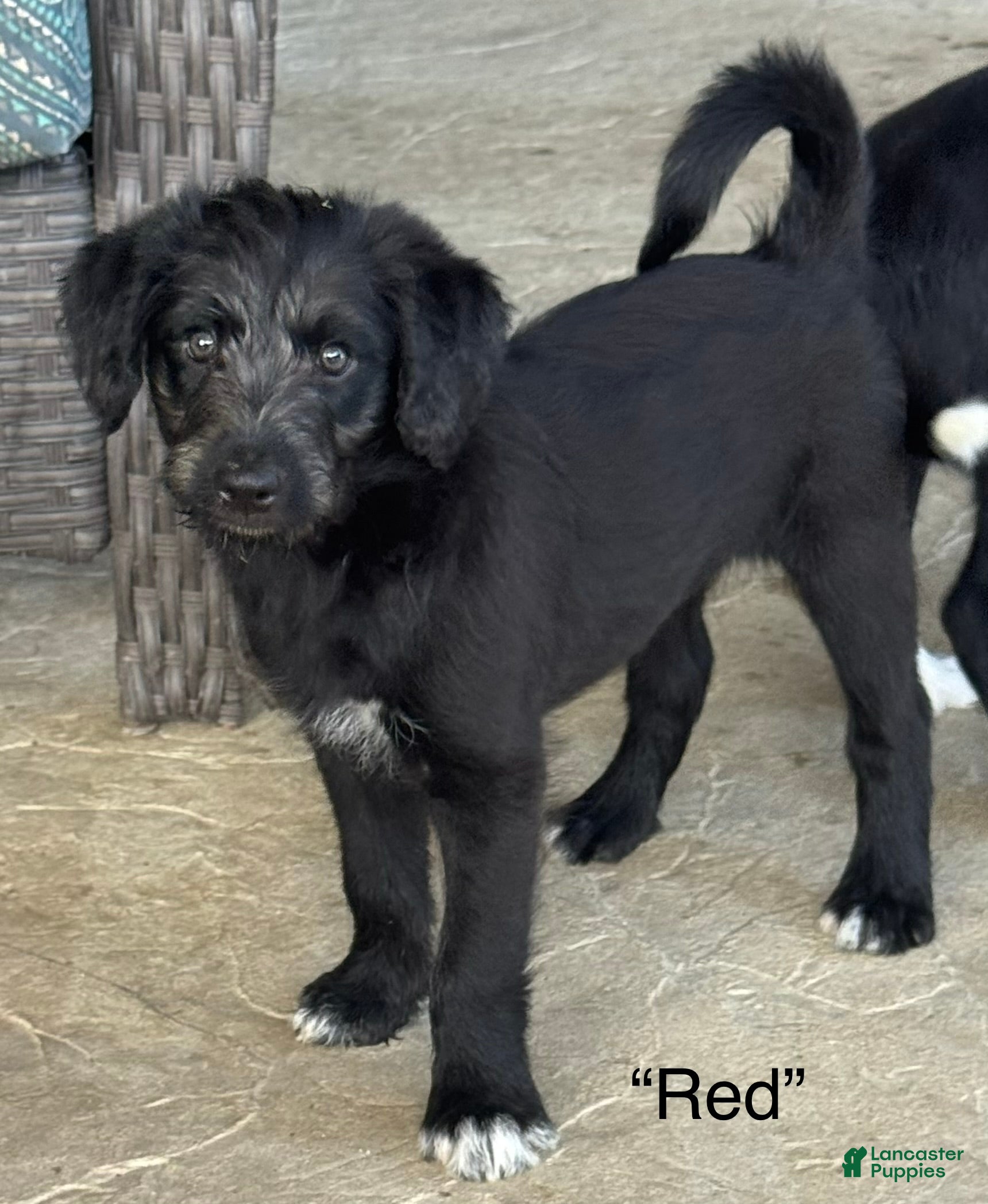Mixed Breed dogs for sale: “Red” - Ad 4
