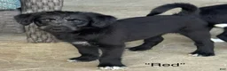 Mixed Breed dogs for sale: “Red” - Ad 1