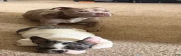 French Bulldog dogs for sale: Dior Female Merle Frenchie - Ad 2