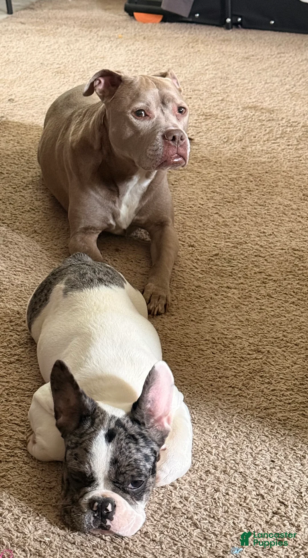 French Bulldog dogs for sale: Dior Female Merle Frenchie - Ad 2