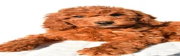 Mini Goldendoodle dogs for sale: Sienna - Ad 3