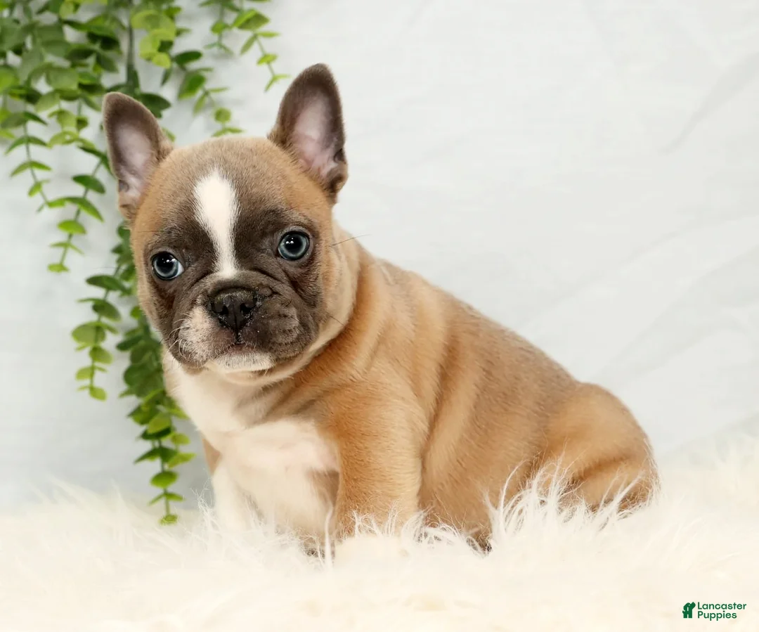 Frenchton dogs for sale: Bentley - Ad 3