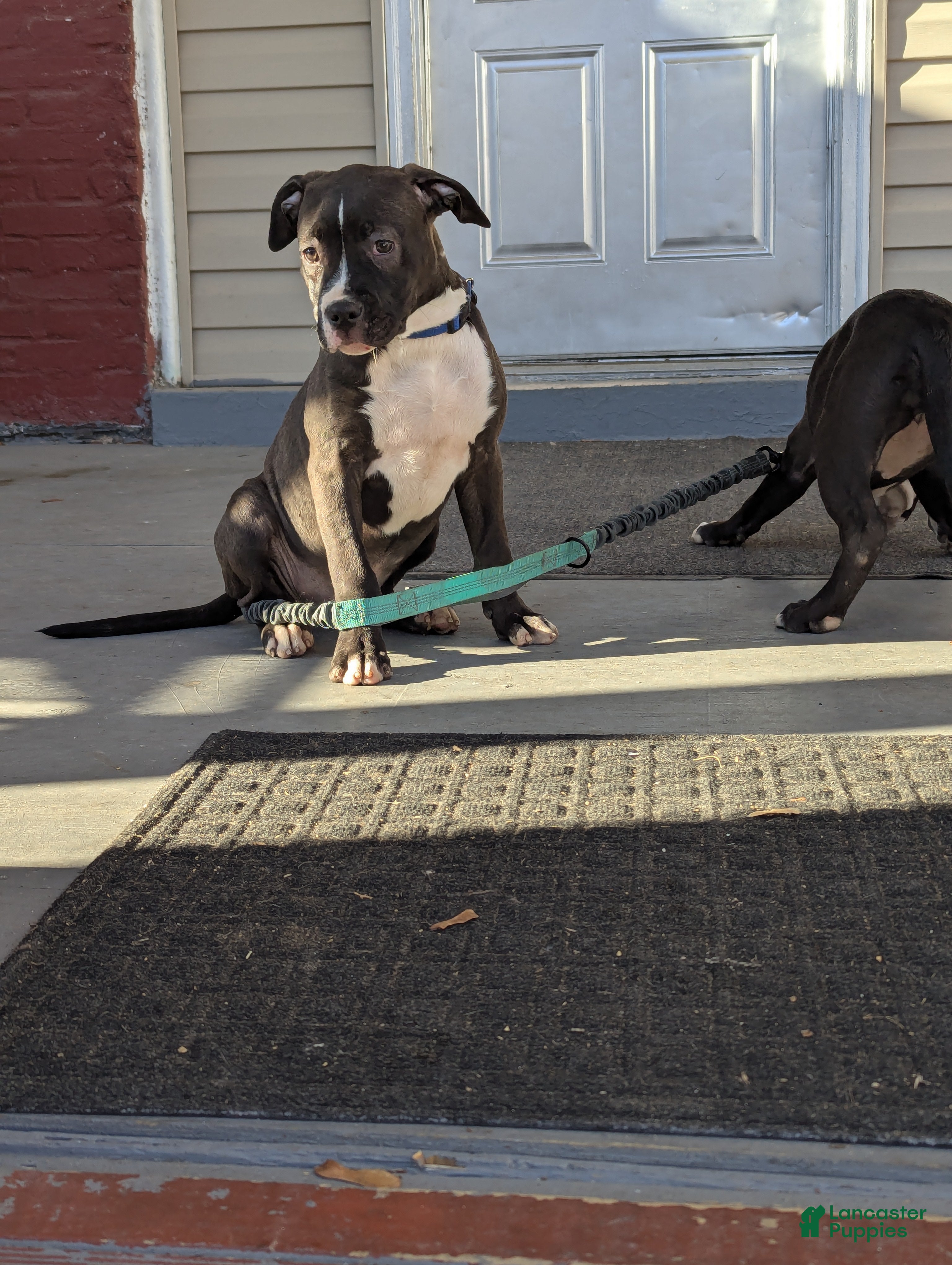 American Bully dogs Rage - Ad 13