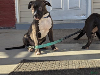 American Bully dogs Rage - Ad 13