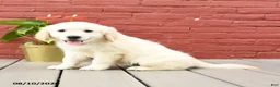 Golden Retriever dogs for sale: Tawny - Ad 5