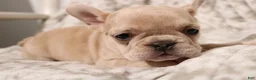 French Bulldog dogs for sale: Lacey - Ad 2