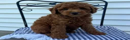 Miniature Poodle dogs for sale: Tyler - Ad 4