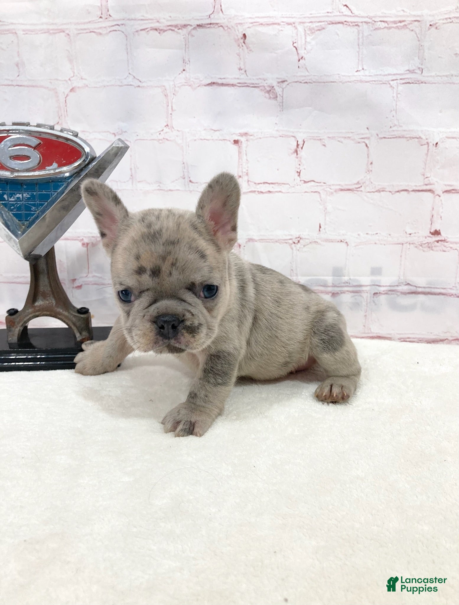 French Bulldog dogs Eddie French Bulldog  - Ad 2