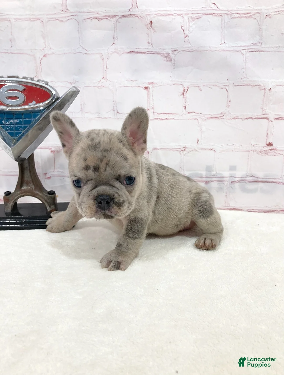 French Bulldog dogs for sale: Eddie French Bulldog  - Ad 2