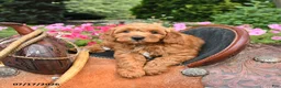 Mini Goldendoodle dogs for sale: Moose - Ad 1