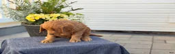 Goldendoodle dogs for sale: Trudy - Ad 5