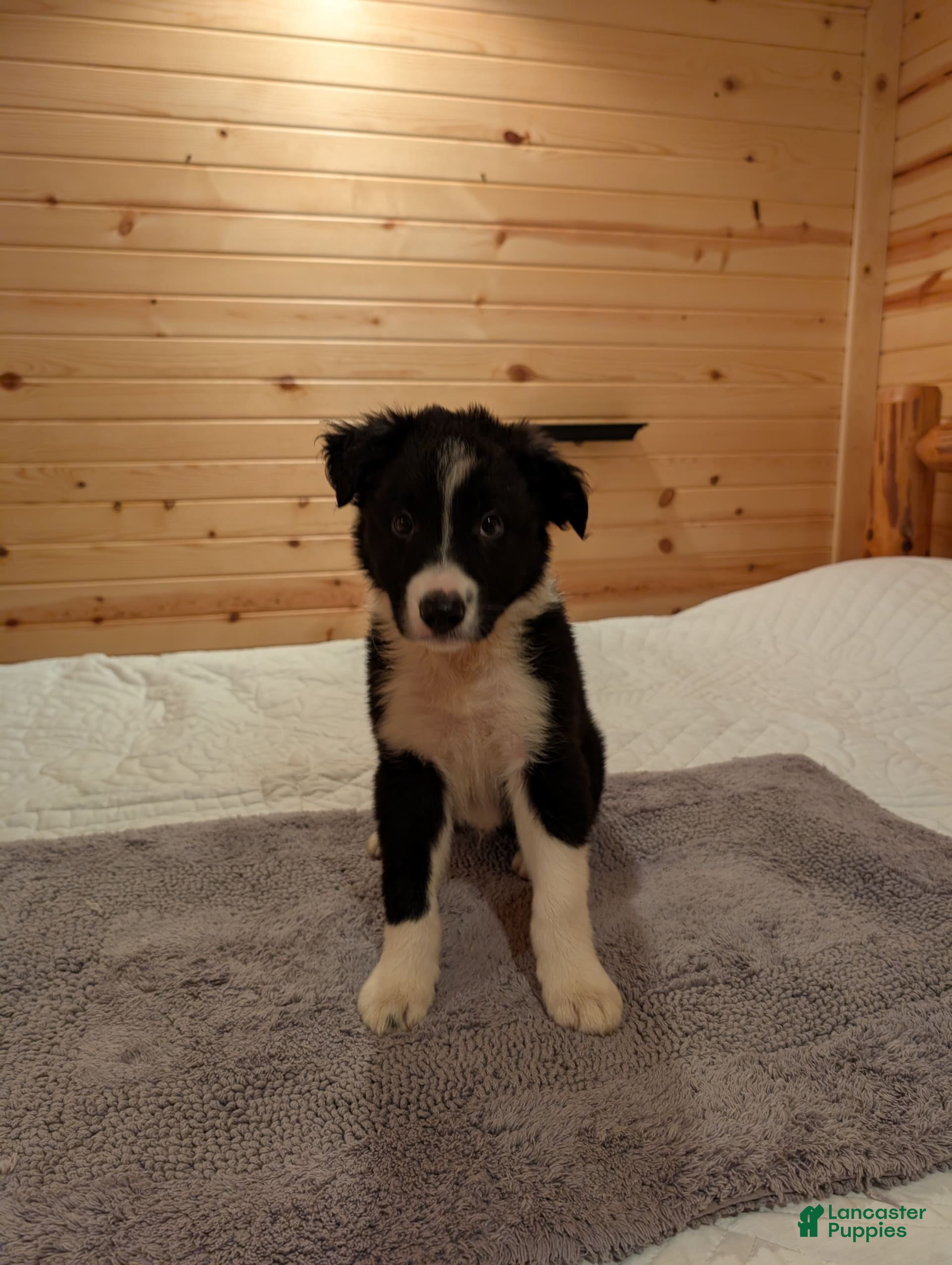 Border Collie dogs Roy - Ad 2