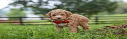 Miniature Poodle dogs for sale: Milo - Ad 3