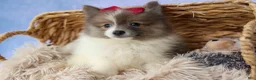 Pomeranian dogs for sale: Everest🐾 - Ad 3
