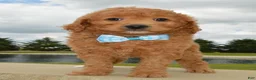 Mini Goldendoodle dogs for sale: Mini Ginger - Ad 5
